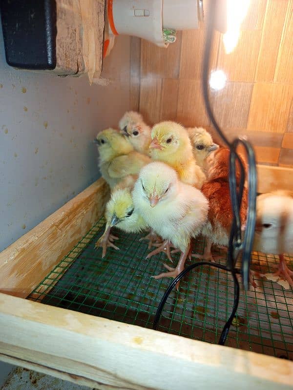 Incubulator machine_heera white Silkie buff chicks 2