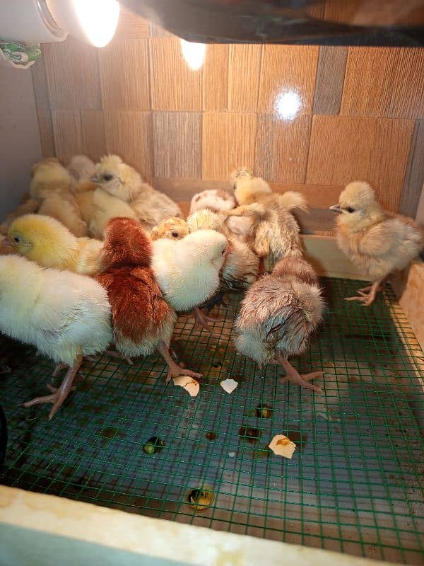 Incubulator machine_heera white Silkie buff chicks 3