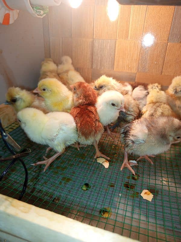 Incubulator machine_heera white Silkie buff chicks 4