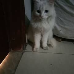 white blue eyes adult female cat, age 3 years, price 10000