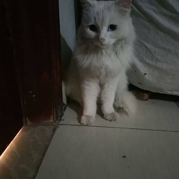 white blue eyes adult female cat, age 3 years, price 10000 0