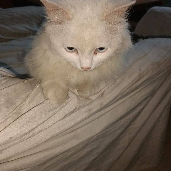 white blue eyes adult female cat, age 3 years, price 10000 1