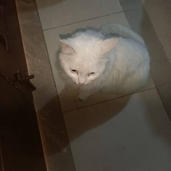 white blue eyes adult female cat, age 3 years, price 10000 2