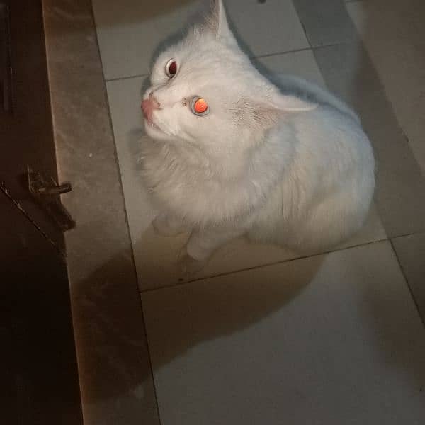 white blue eyes adult female cat, age 3 years, price 10000 3