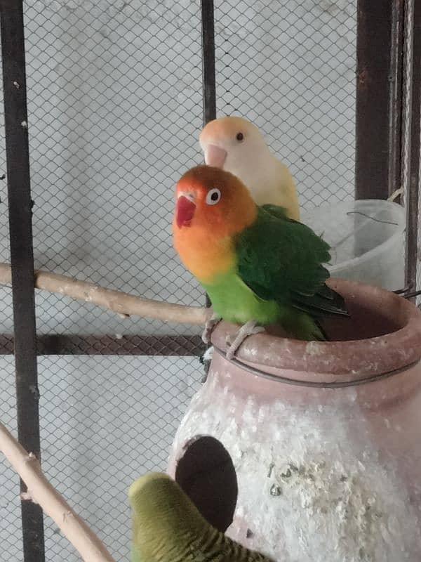 lovebird 0