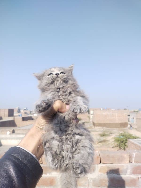 Grey Persian Kittens 0