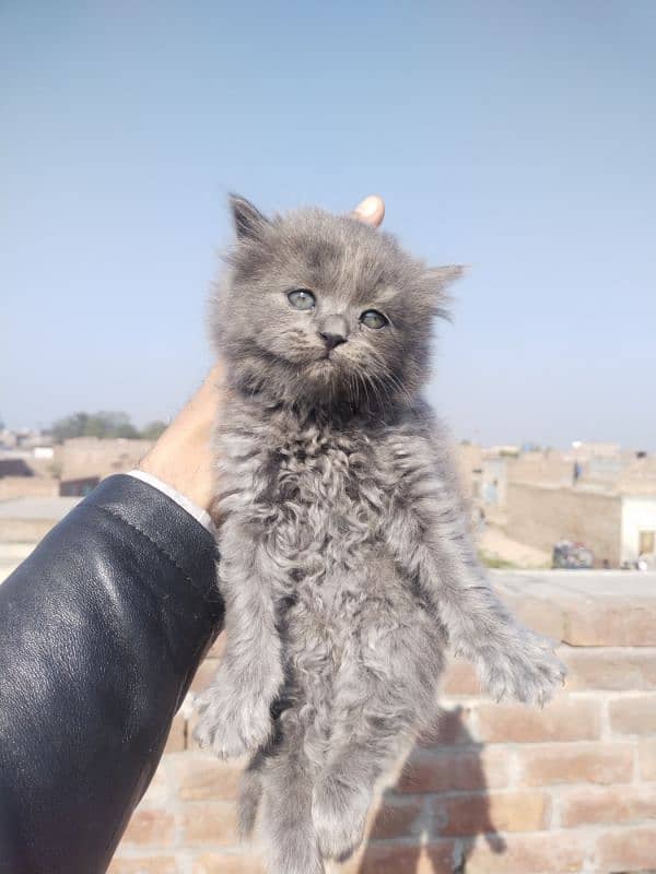 Grey Persian Kittens 1