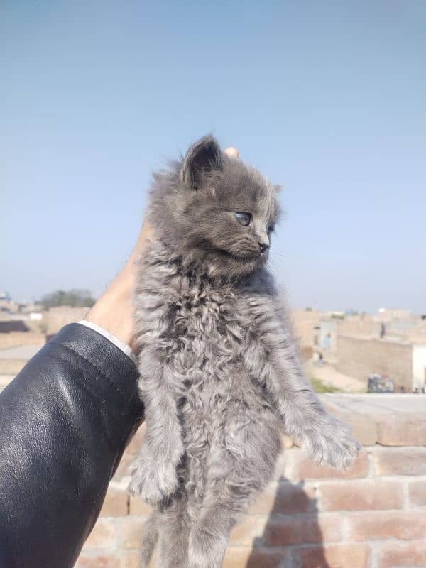 Grey Persian Kittens 2