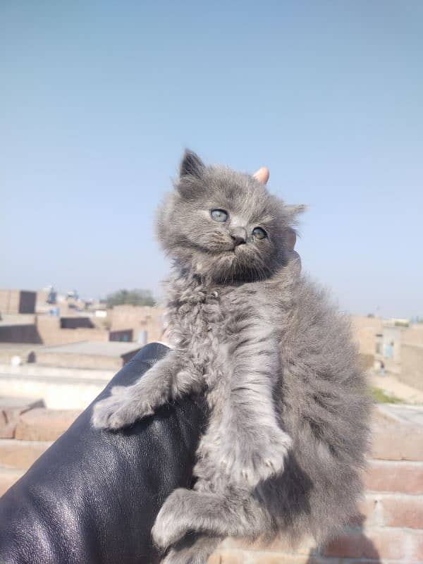 Grey Persian Kittens 3