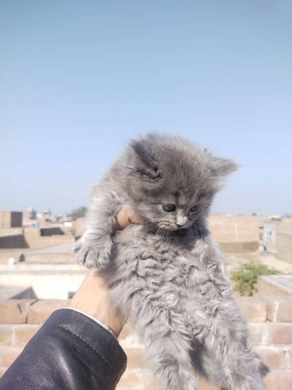 Grey Persian Kittens 4