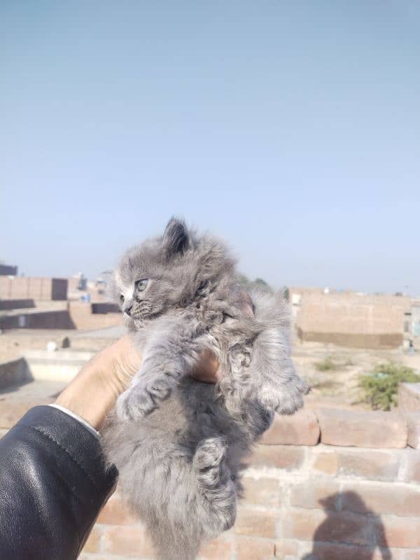 Grey Persian Kittens 5