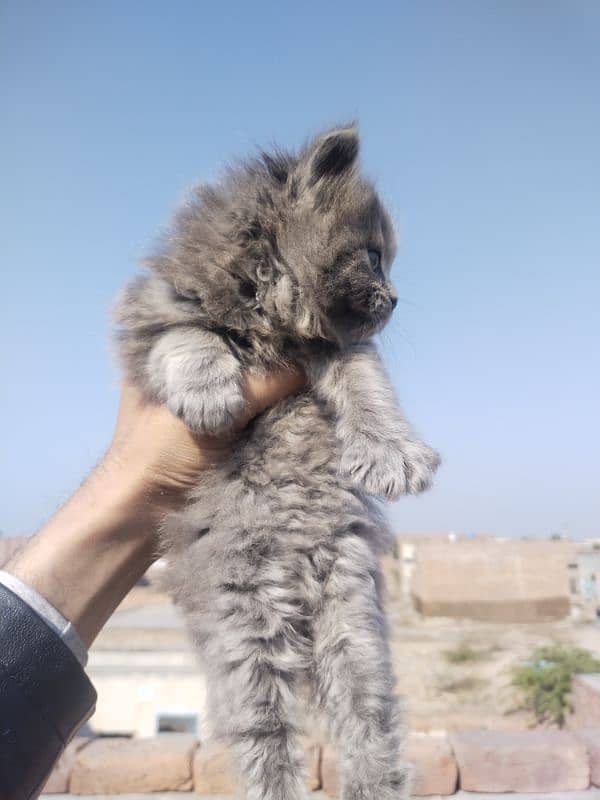 Grey Persian Kittens 6