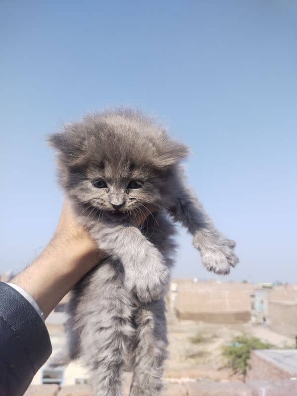 Grey Persian Kittens 7