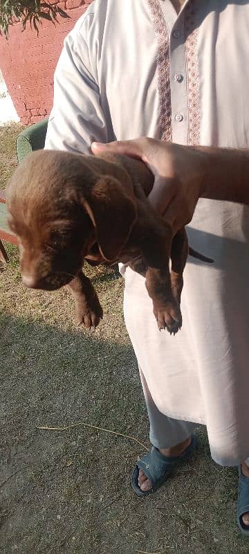 Labrador dog | labra puppies | Labrador puppy | British Labrador Pups 3