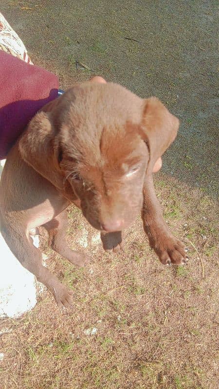 Labrador dog | labra puppies | Labrador puppy | British Labrador Pups 2