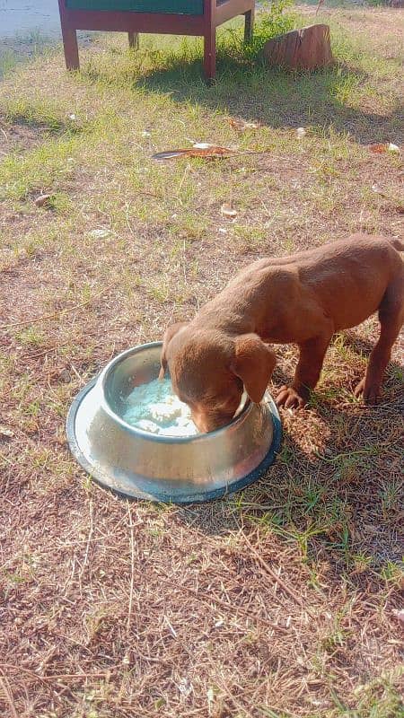 Labrador dog | labra puppies | Labrador puppy | British Labrador Pups 0