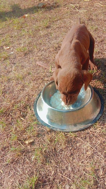 Labrador dog | labra puppies | Labrador puppy | British Labrador Pups 1