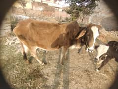 cow for sale