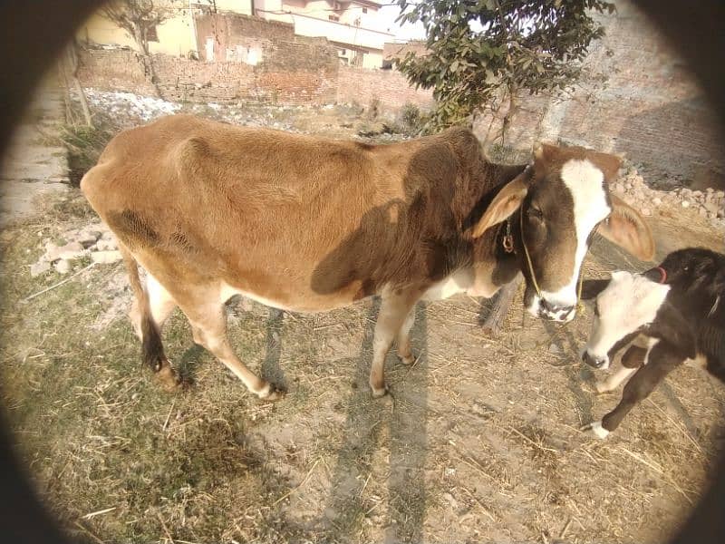 cow for sale 0