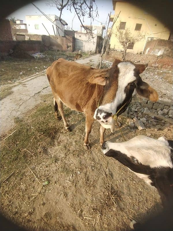 cow for sale 1