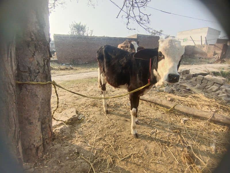 cow for sale 2