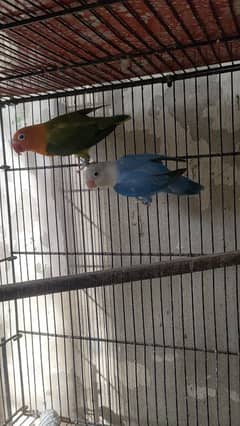 split inos breeder pair garanted 5000 per pair all setup dena hay