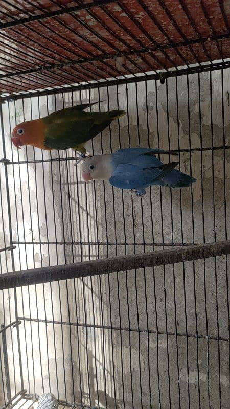 split inos breeder pair garanted 5000 per pair all setup dena hay 0