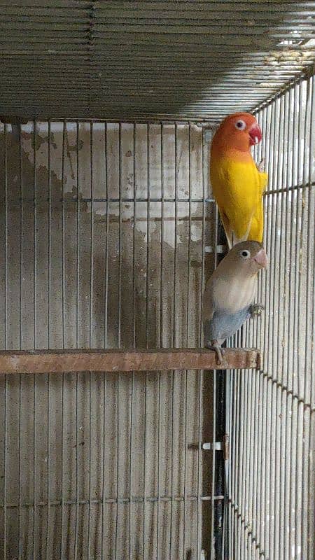 split inos breeder pair garanted 5000 per pair all setup dena hay 1