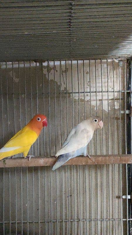 split inos breeder pair garanted 5000 per pair all setup dena hay 2