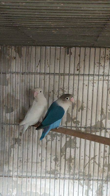 split inos breeder pair garanted 5000 per pair all setup dena hay 3