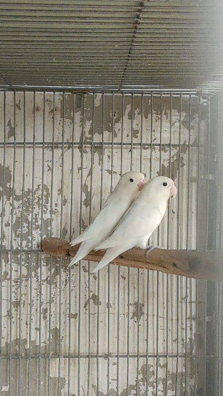 split inos breeder pair garanted 5000 per pair all setup dena hay 4