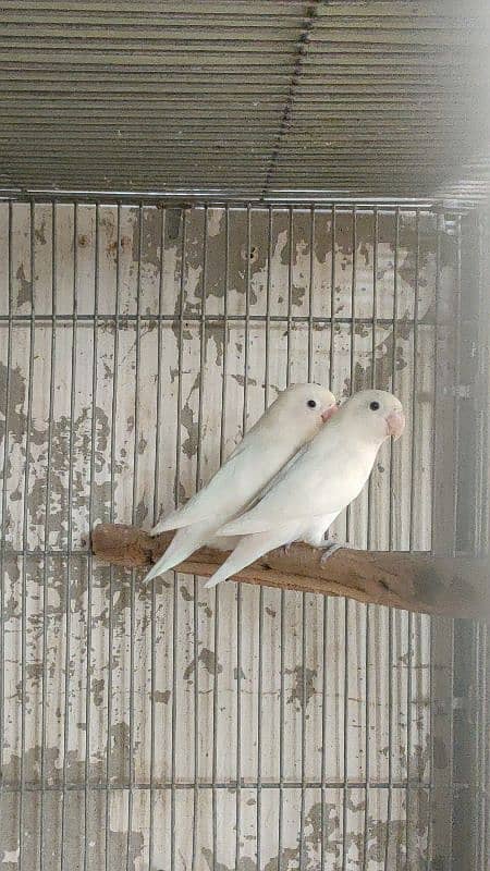 split inos breeder pair garanted 5000 per pair all setup dena hay 5