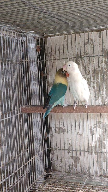 split inos breeder pair garanted 5000 per pair all setup dena hay 6