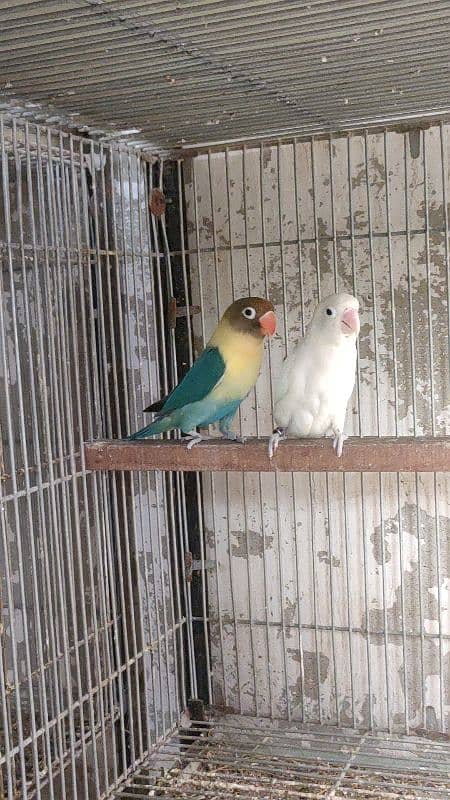 split inos breeder pair garanted 5000 per pair all setup dena hay 7