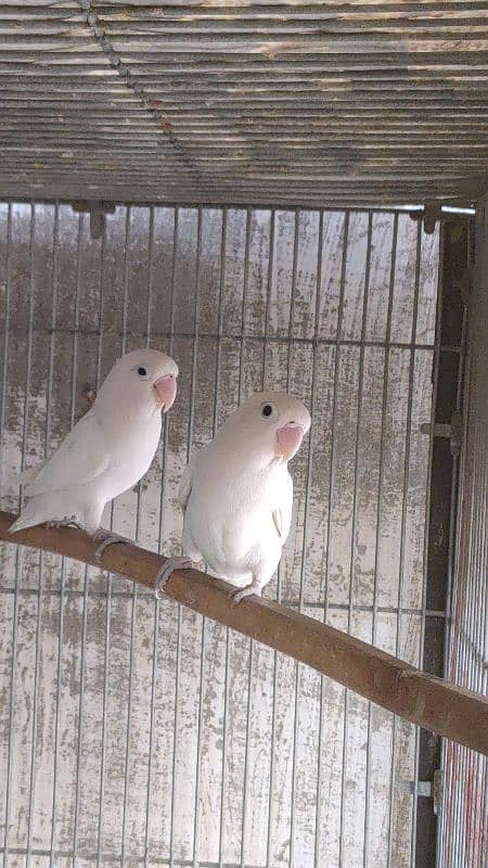 split inos breeder pair garanted 5000 per pair all setup dena hay 8