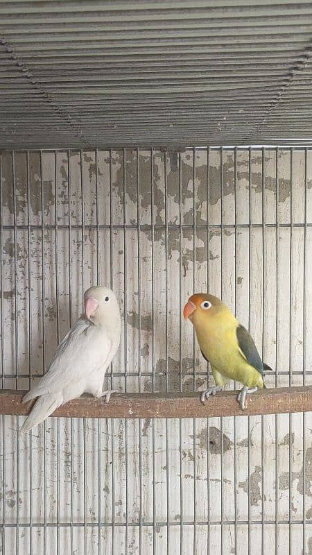 split inos breeder pair garanted 5000 per pair all setup dena hay 9