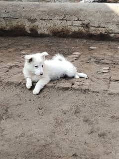 Russian puppy For sale active and healthy