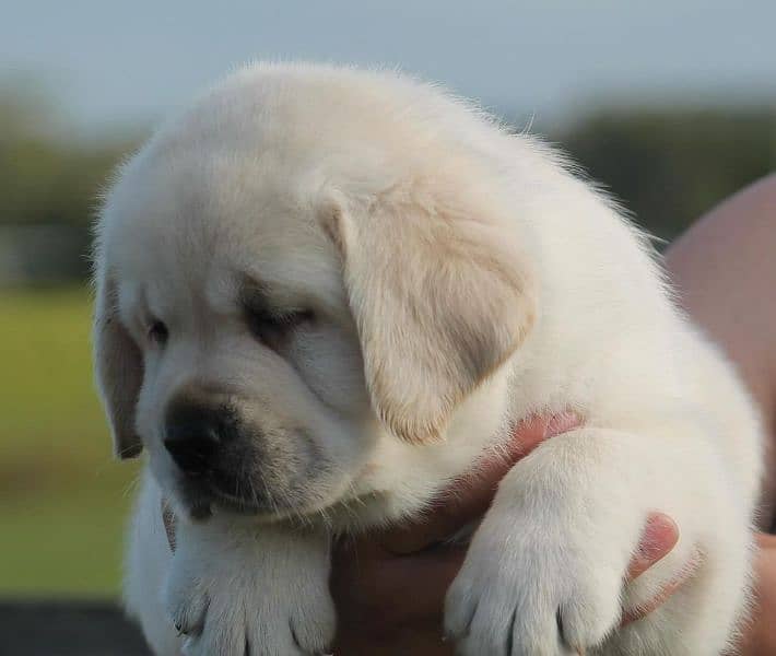 British labrador 2