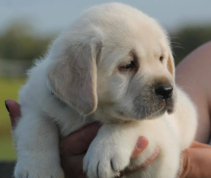 British labrador 4