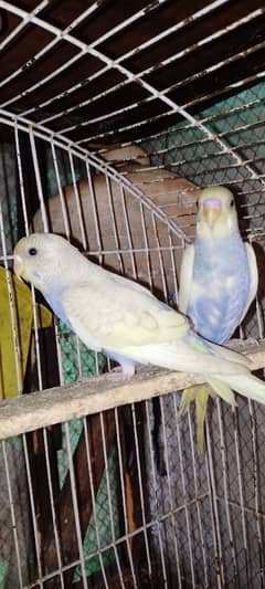 budgies