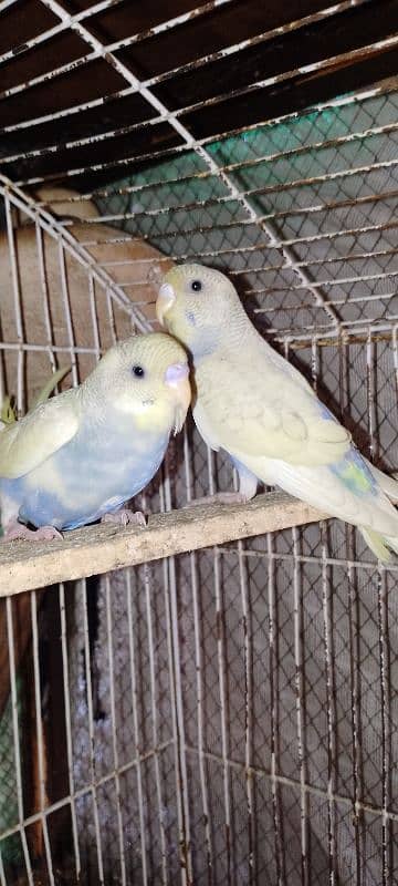 budgies parrots pair for sale Rs 800 1