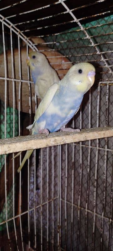 budgies parrots pair for sale Rs 800 2