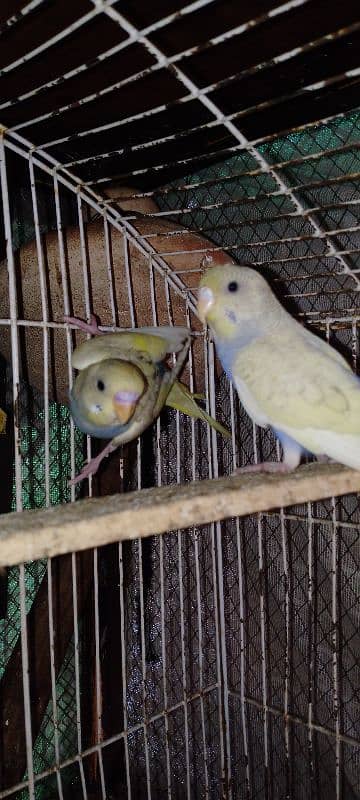 budgies parrots pair for sale Rs 800 3