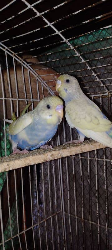 budgies parrots pair for sale Rs 800 4