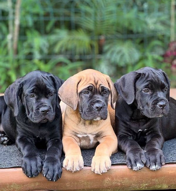 cane corso puppies 0