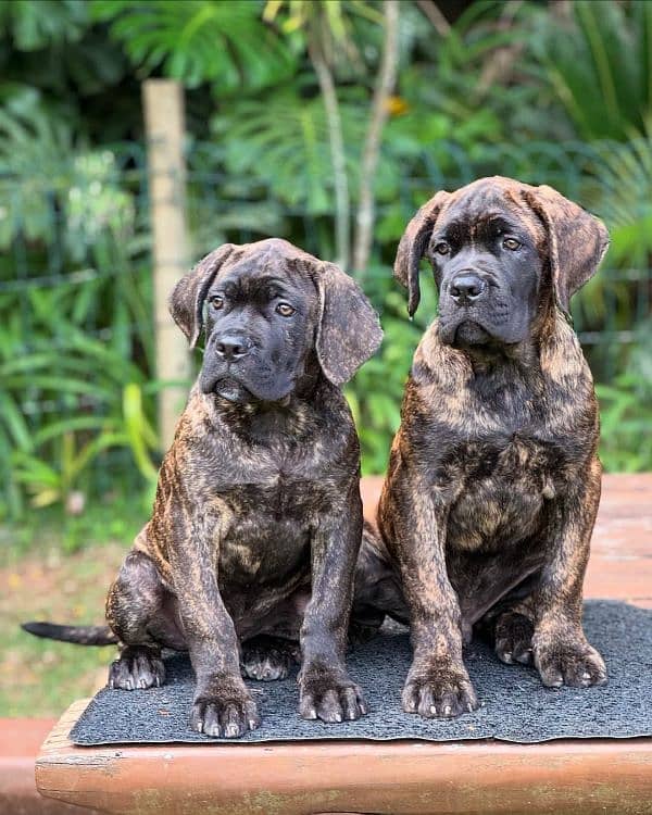 cane corso puppies 1