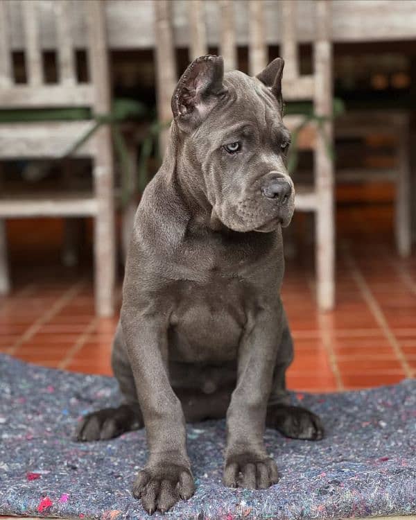 cane corso puppies 2