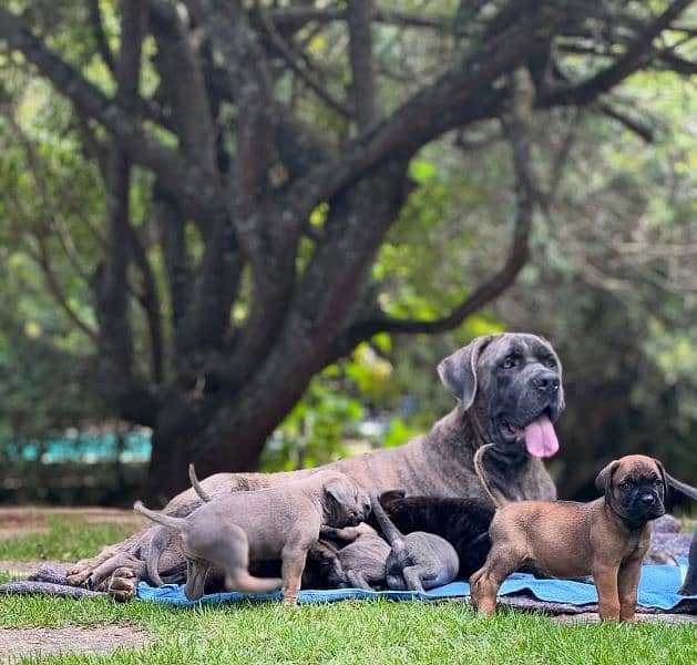 cane corso puppies 3