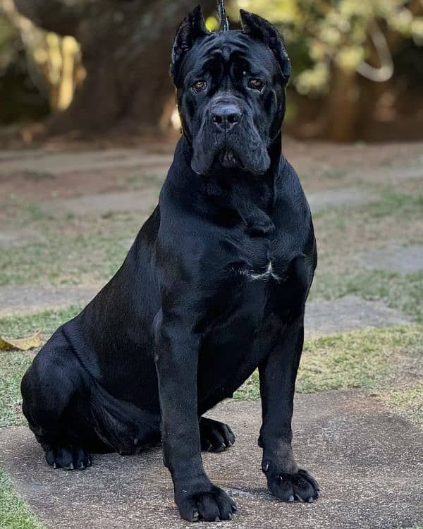 cane corso puppies 4