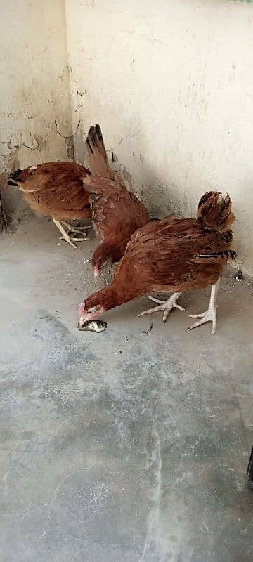 "3 Fresh Desi Hens for Sale – Healthy and Home-Raised!" 1